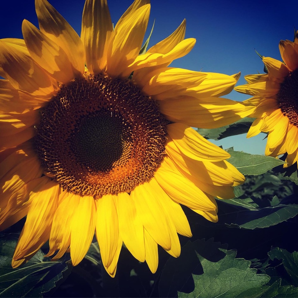 Meet your Posher, Kaylee